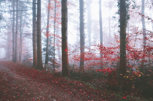 Red Leaves in Forest in Autumn