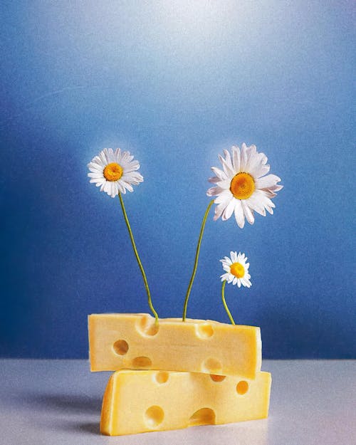チーズ, デイジー, デコレーションの無料の写真素材