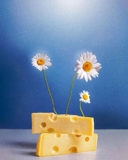 Artistic arrangement of cheese and daisies against a blue backdrop for conceptual still life.