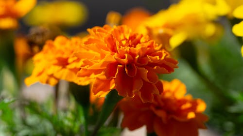 güzel, güzel çiçek, güzel çiçekler içeren Ücretsiz stok fotoğraf