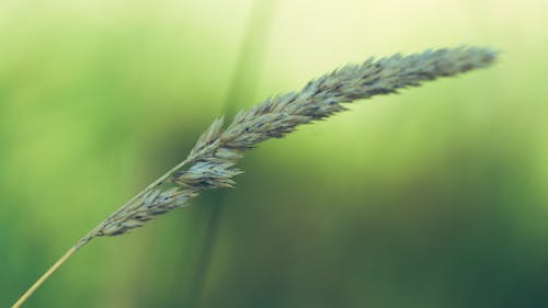 bitki aşığı, bitki yaşamı, buğday içeren Ücretsiz stok fotoğraf