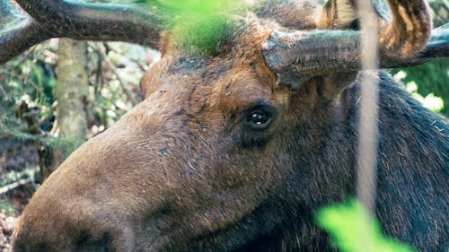Moose closeup