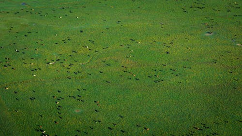 Cattle on Green Field in Birds Eye View
