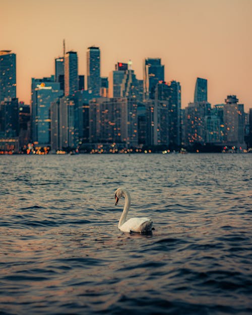 Swan on Lake Ontario off the Coast of Toronto