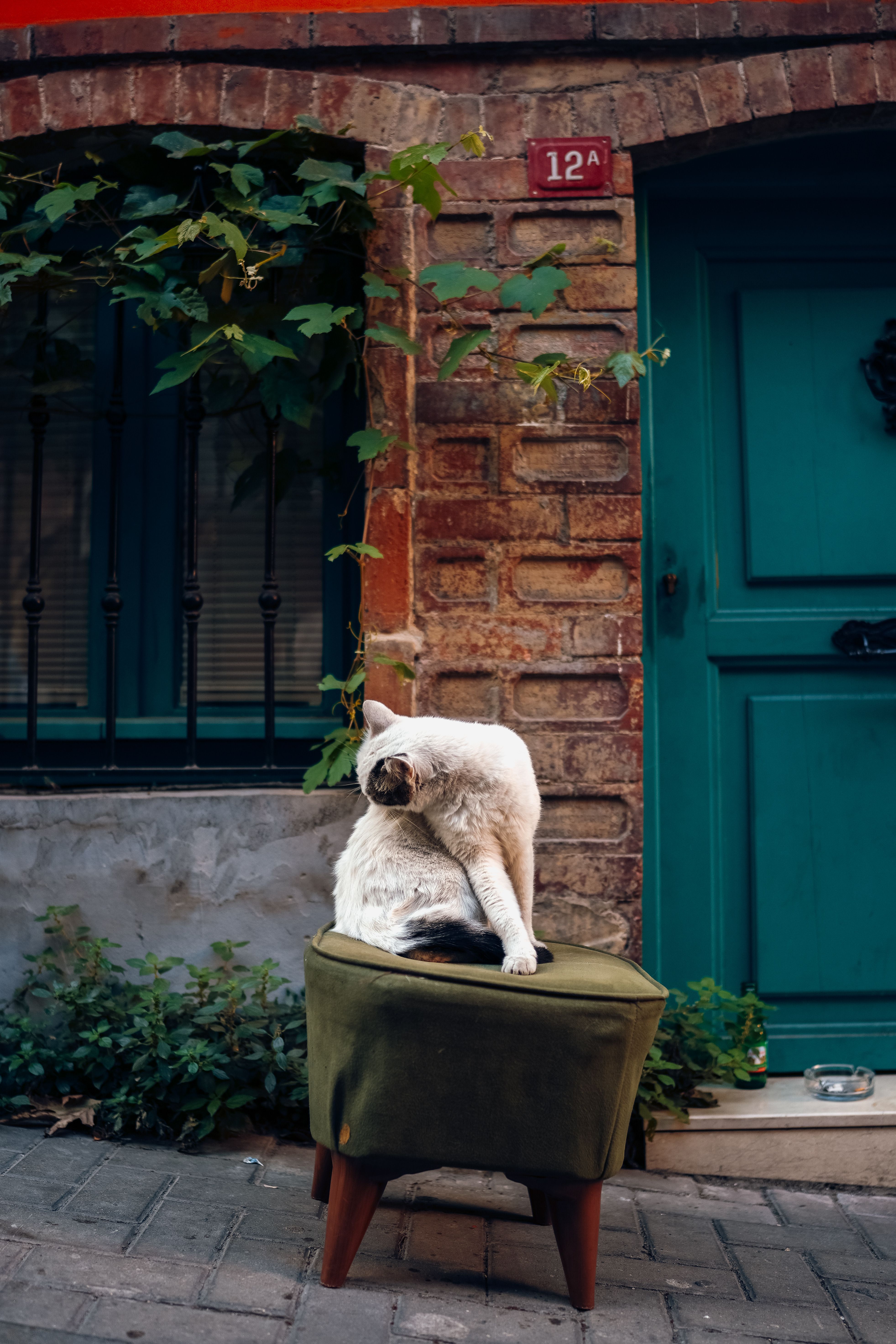 A Cat on a Seat in front of a Building · Free Stock Photo