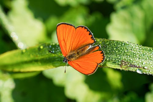 Copper Butterfly Sitting on a Blade of Grass