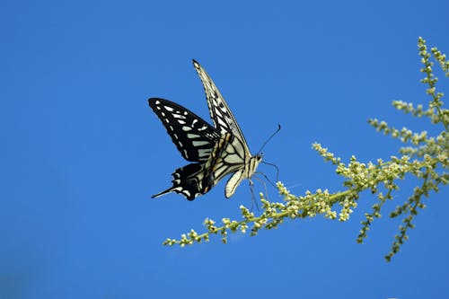 Photo of a Marble White Butterfly Perching on a Plant against Blue Sky