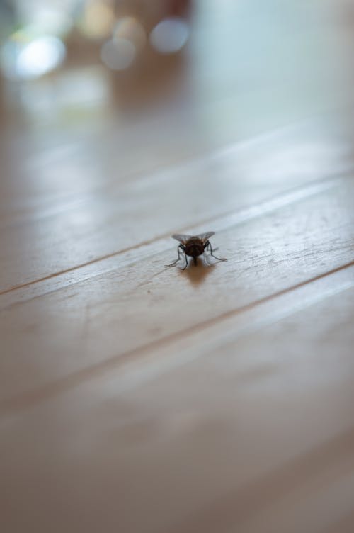 곤충, 배경이 흐린, 보케의 무료 스톡 사진