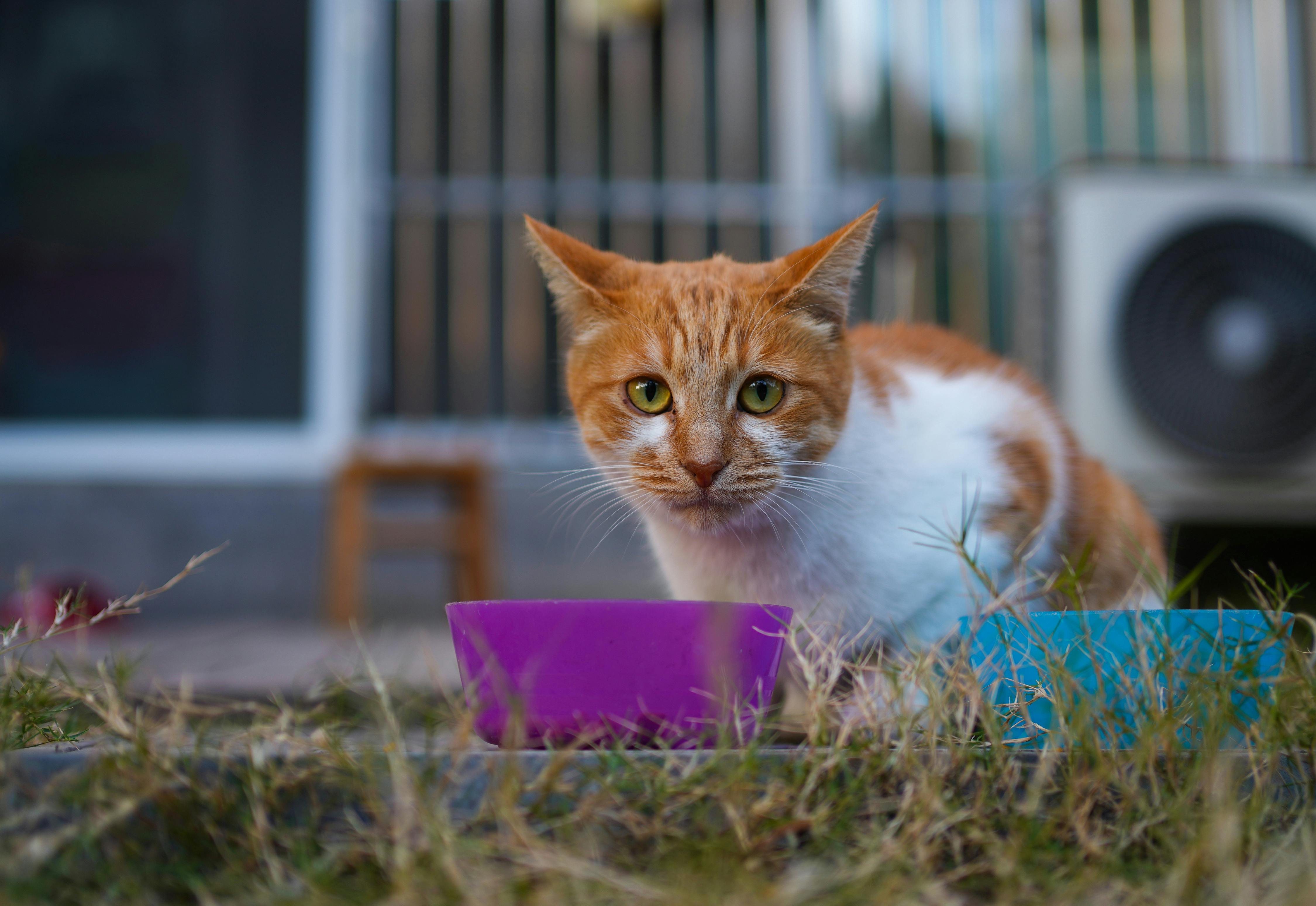 pet care, pet health, pet safety, pet grooming — Photo by dayong tien on Pexels