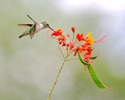 Foto d'estoc gratuïta de au, colibrí, flor