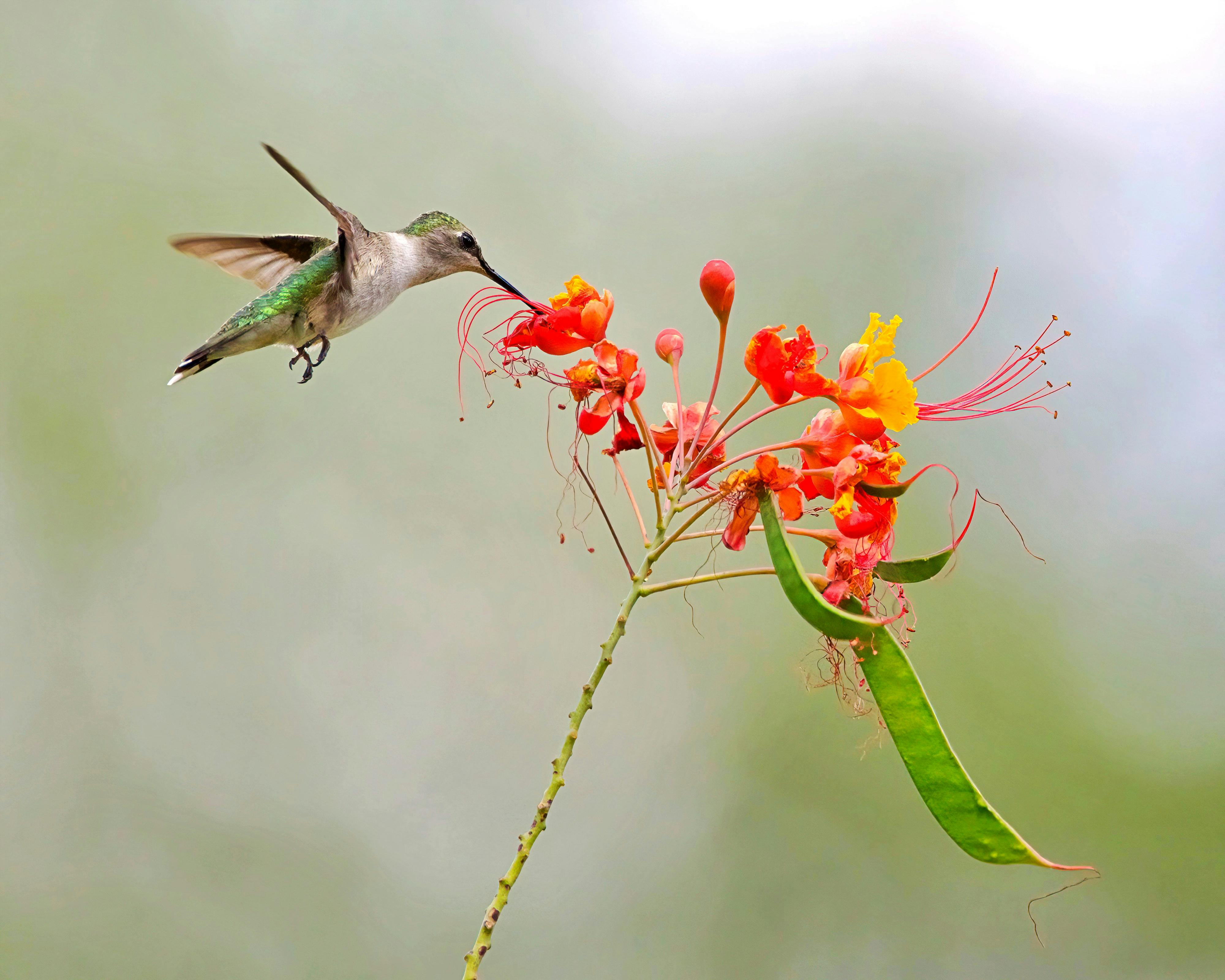 Flying Hummingbird Surrounded By Flowering Plants Photos, Download The
