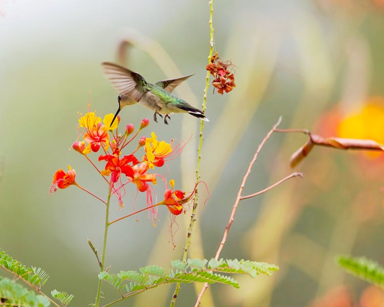 Hummingbird And A Flower 