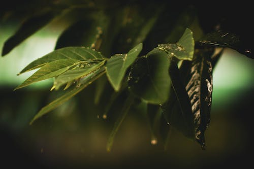 бесплатная Макро фотография листьев Стоковое фото