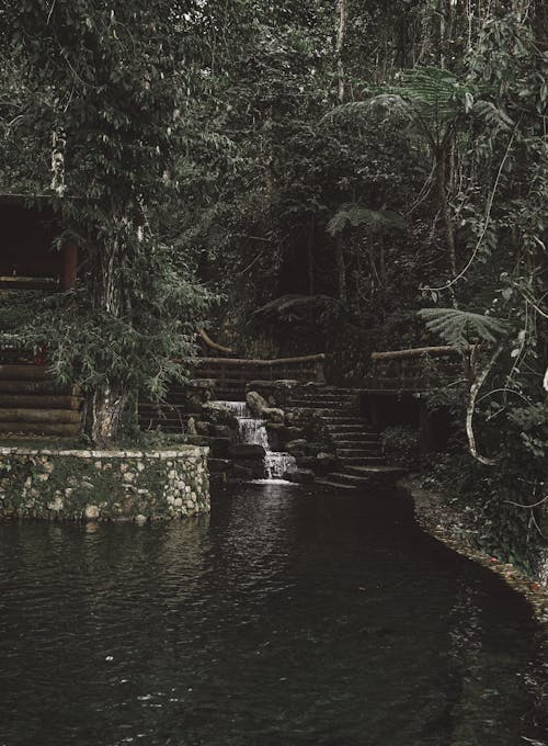 A Pond and Green Trees 