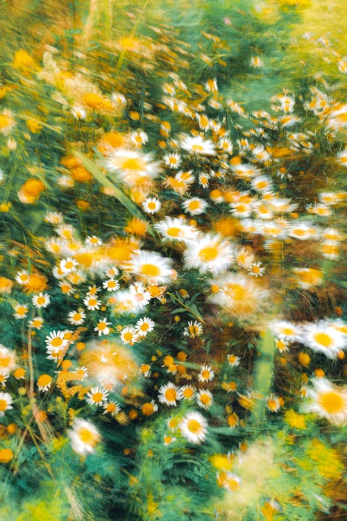คลังภาพถ่ายฟรี ของ ดอกคาโมไมล์, ดอกไม้, ยิงแนวตั้ง