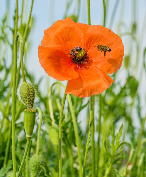 Foto stok gratis bidang, bunga, lebah