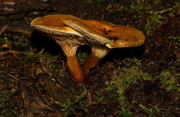 Mushrooms In A Forest 