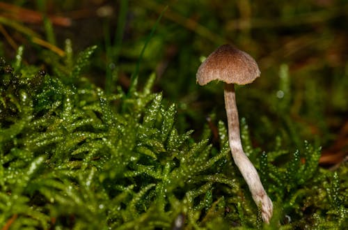 Mushroom amid Moss 