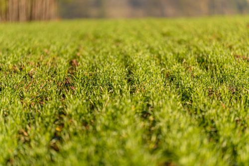 Free Vibrant close-up of a green field during spring, showcasing fresh growth and natural beauty. Stock Photo