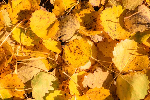 Ilmainen kuvapankkikuva tunnisteilla keltainen, lähikuva, lehdet