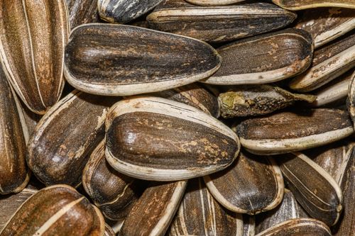 Free High-resolution image of organic sunflower seeds showing detailed textures. Stock Photo