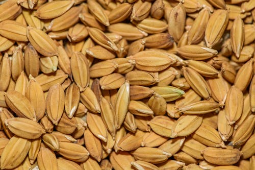 Extreme Close-up of Grains 