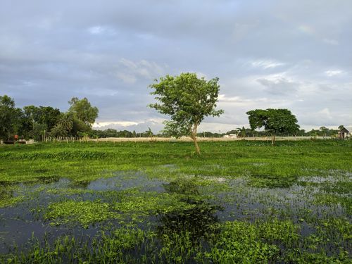Free Serene countryside view with lush greenery, a tree, and a calm waterbody reflecting the sky. Stock Photo