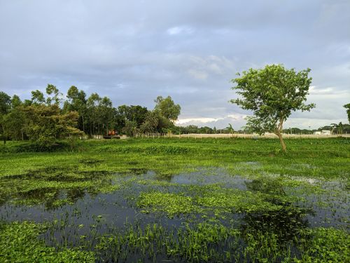 Free Peaceful countryside scene of a lush green wetland with trees and plants against a blue sky. Stock Photo