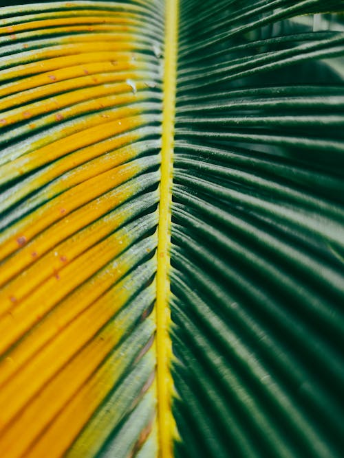 垂直拍攝, 棕櫚樹, 特寫 的 免費圖庫相片