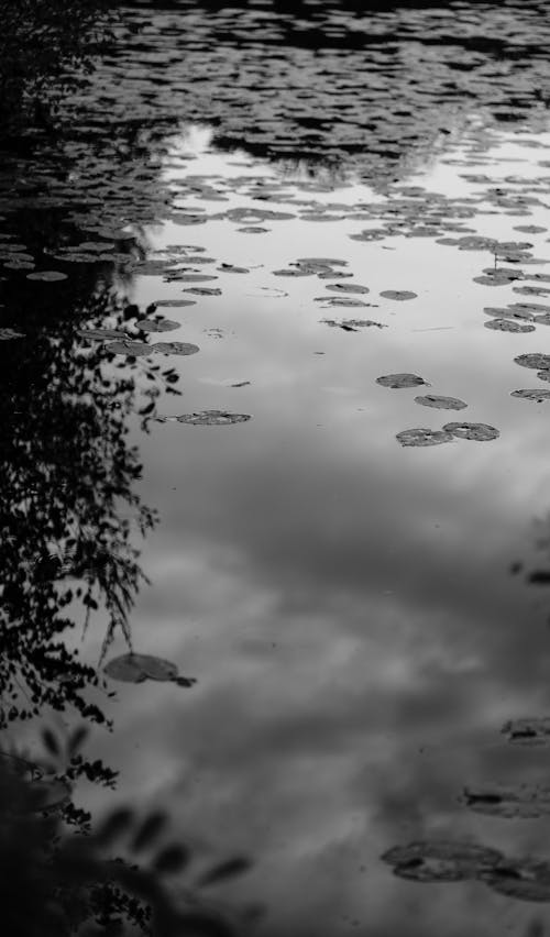 Gratis arkivbilde med dam, innsjø, refleksjon