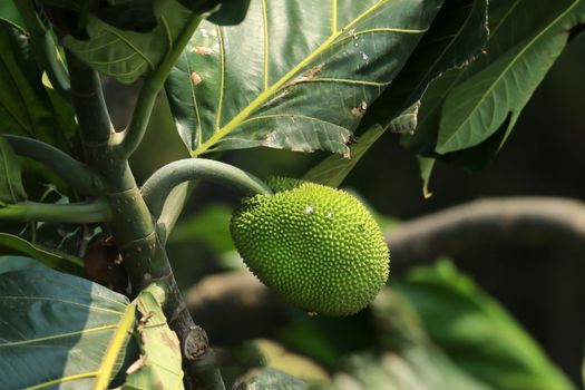 Detailed image of a green breadfruit growing on a tree branch, surrounded by lush leaves.