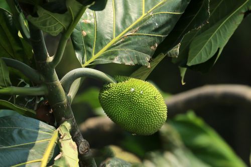 Free Detailed image of a green breadfruit growing on a tree branch, surrounded by lush leaves. Stock Photo