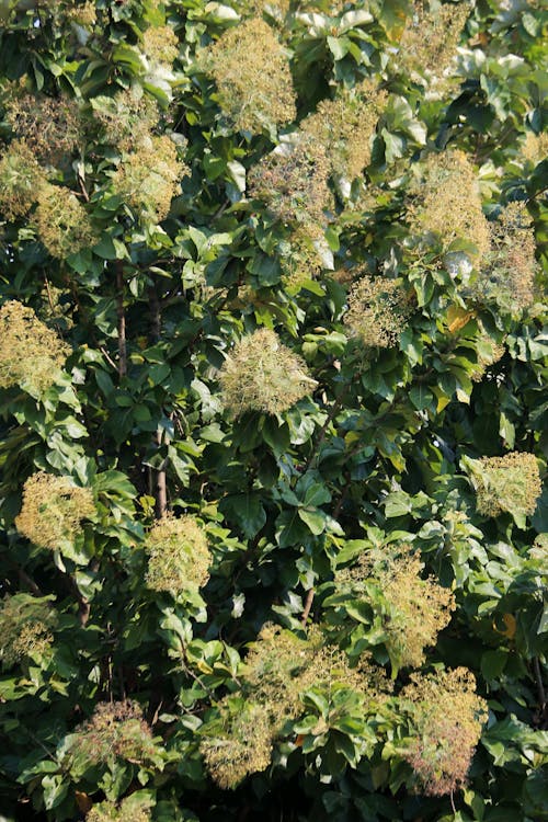 Foto profissional grátis de arbusto, ecológico, fechar-se