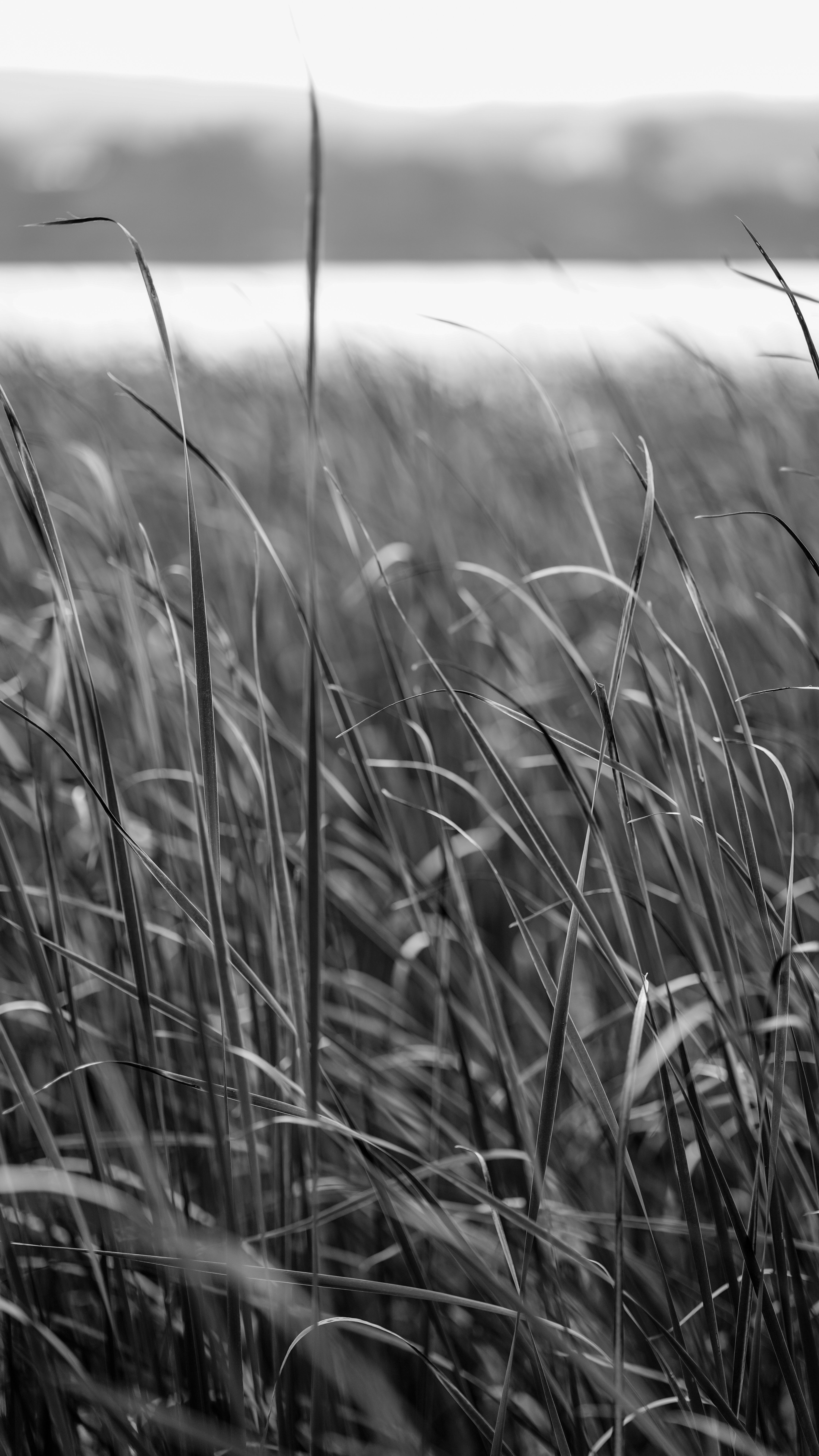 Black And White Photo Of Tall Grass Free Stock Photo