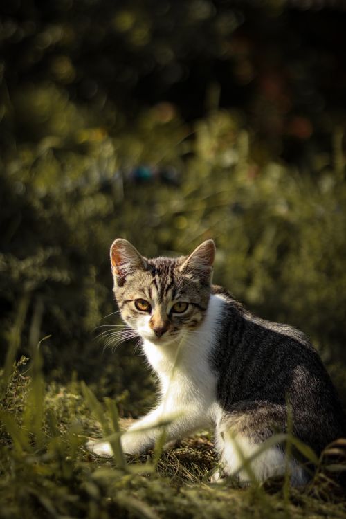 Free Adorable kitten basking in summer garden sunlight, perfect for pet lovers. Stock Photo
