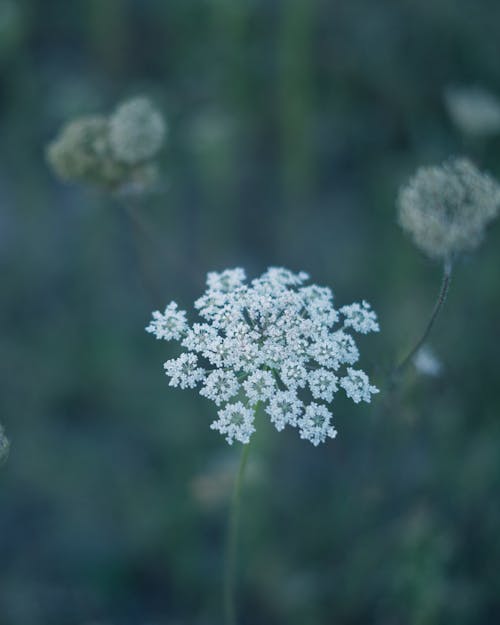 Foto stok gratis bidang, bunga liar, flora