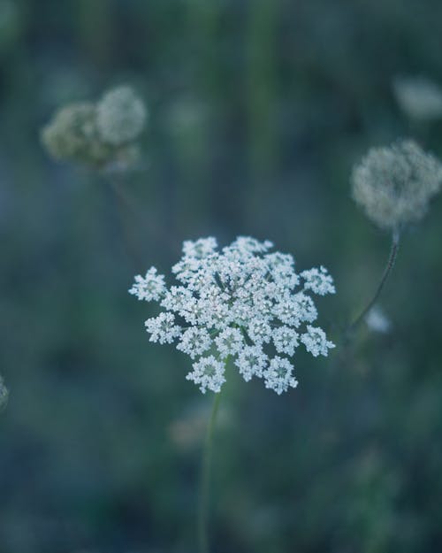 View of a Wildflower with White Petals on the Field