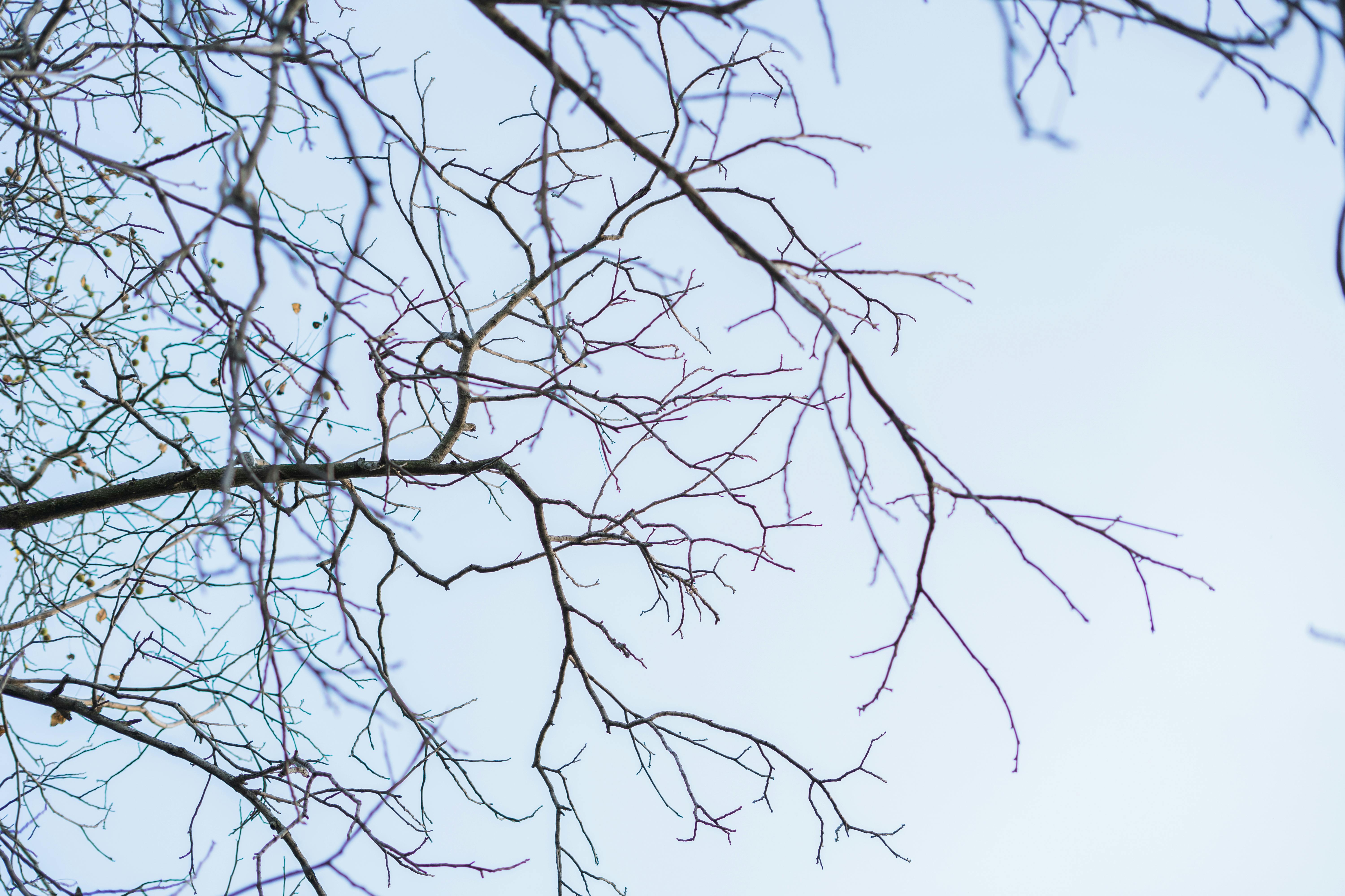 Barren Branches of Tree · Free Stock Photo