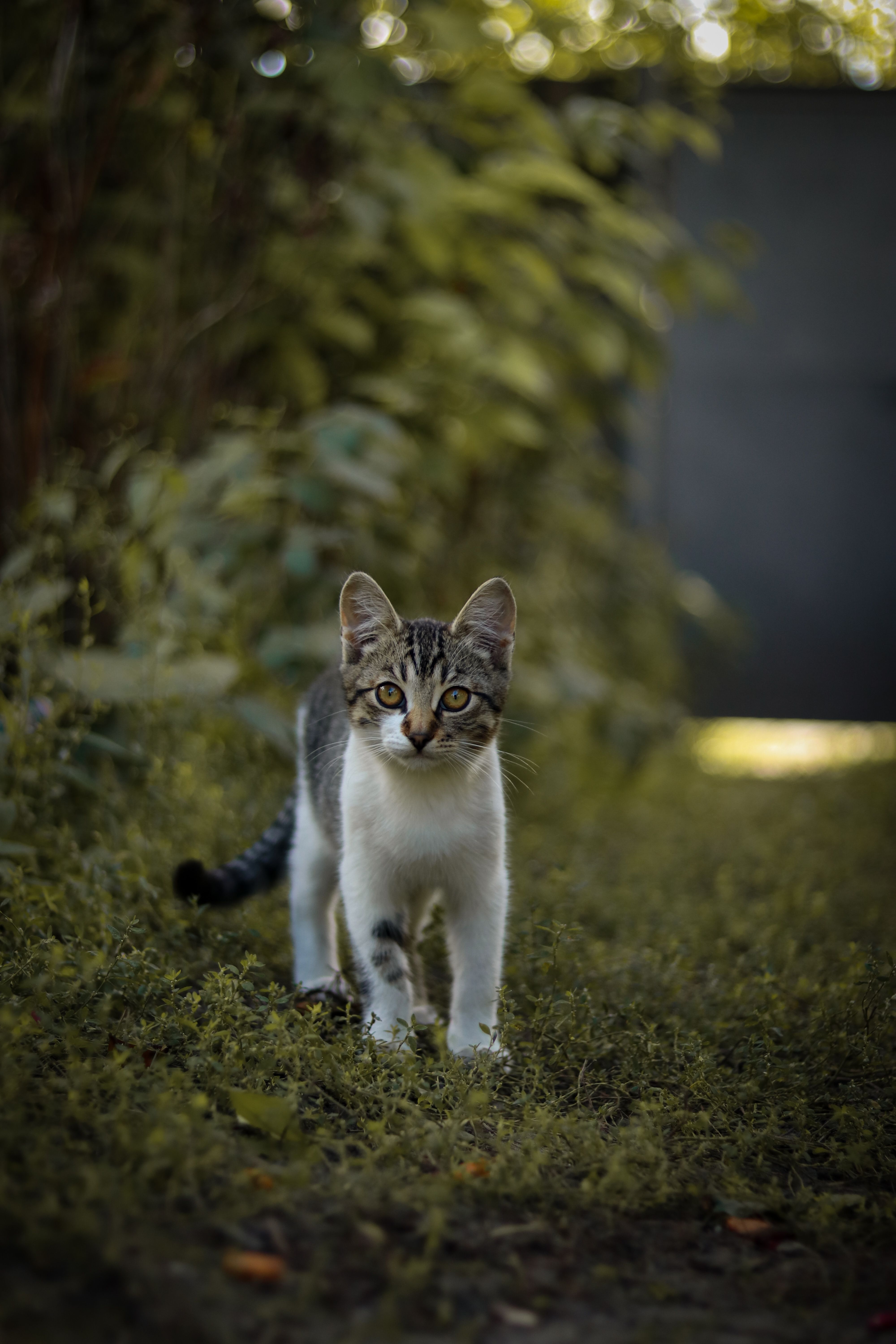 A Kitten in the Garden · Free Stock Photo