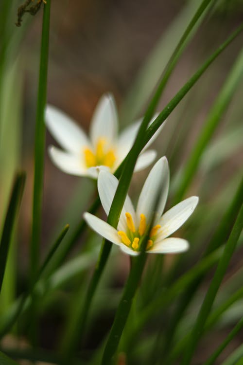 Close-up of a Delicate Flower with White Petals