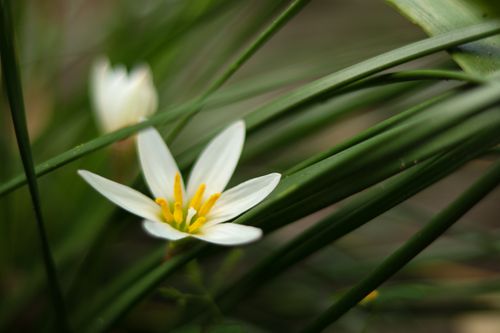 Free Detailed macro shot of a white flower with yellow stamens surrounded by green grass. Stock Photo
