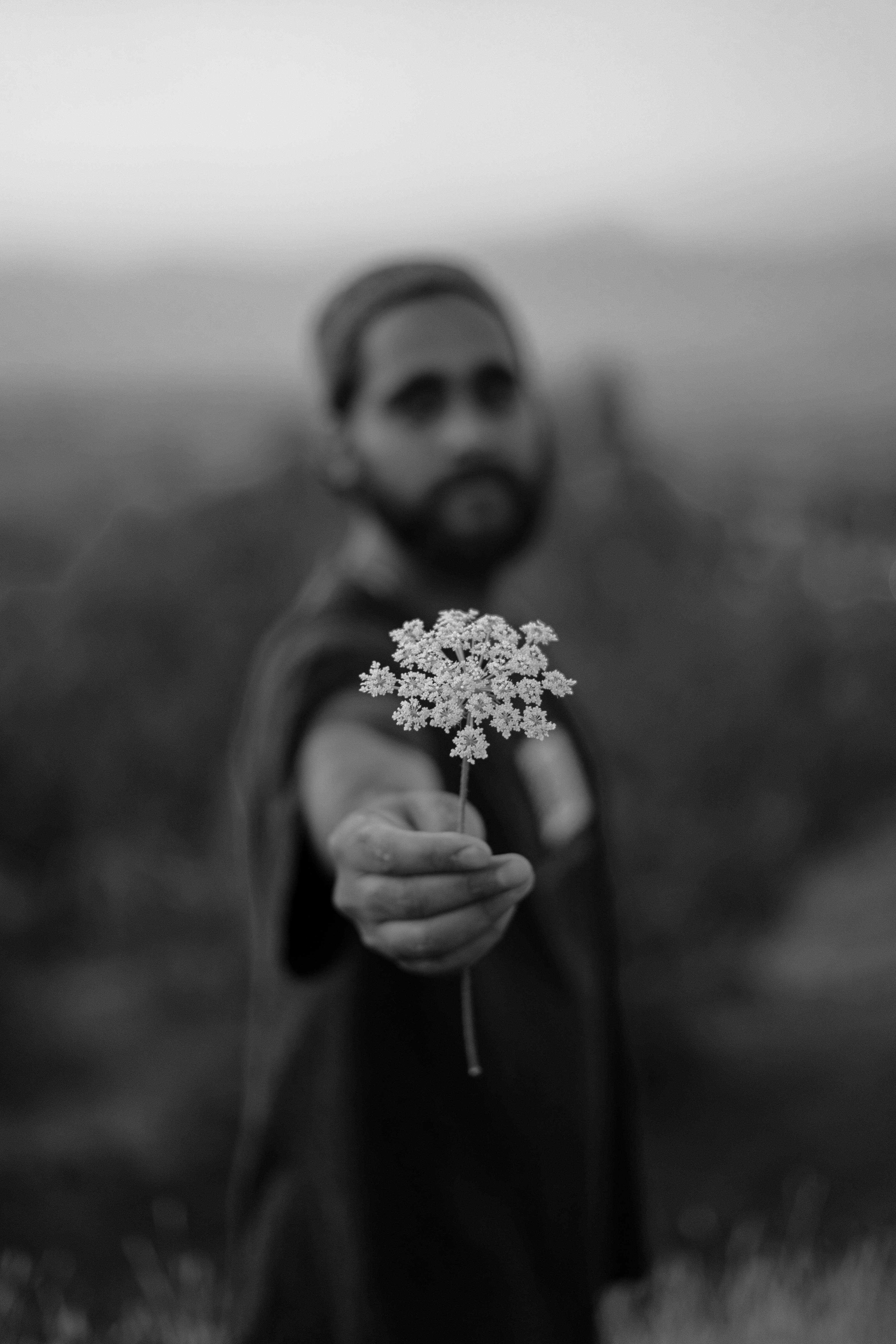 wild carrot · Free Stock Photo