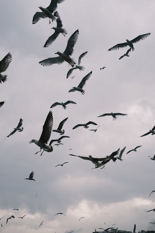 Seagulls Flying against a Cloudy Sky