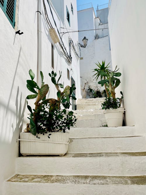 Plants on Stairs among White Walls