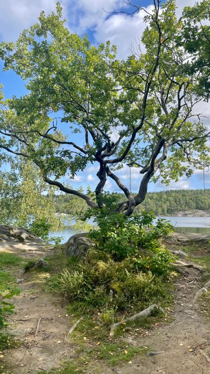 Tree Between Water Path Tree Growing between Paths Leading towards Lake · Free Stock Photo