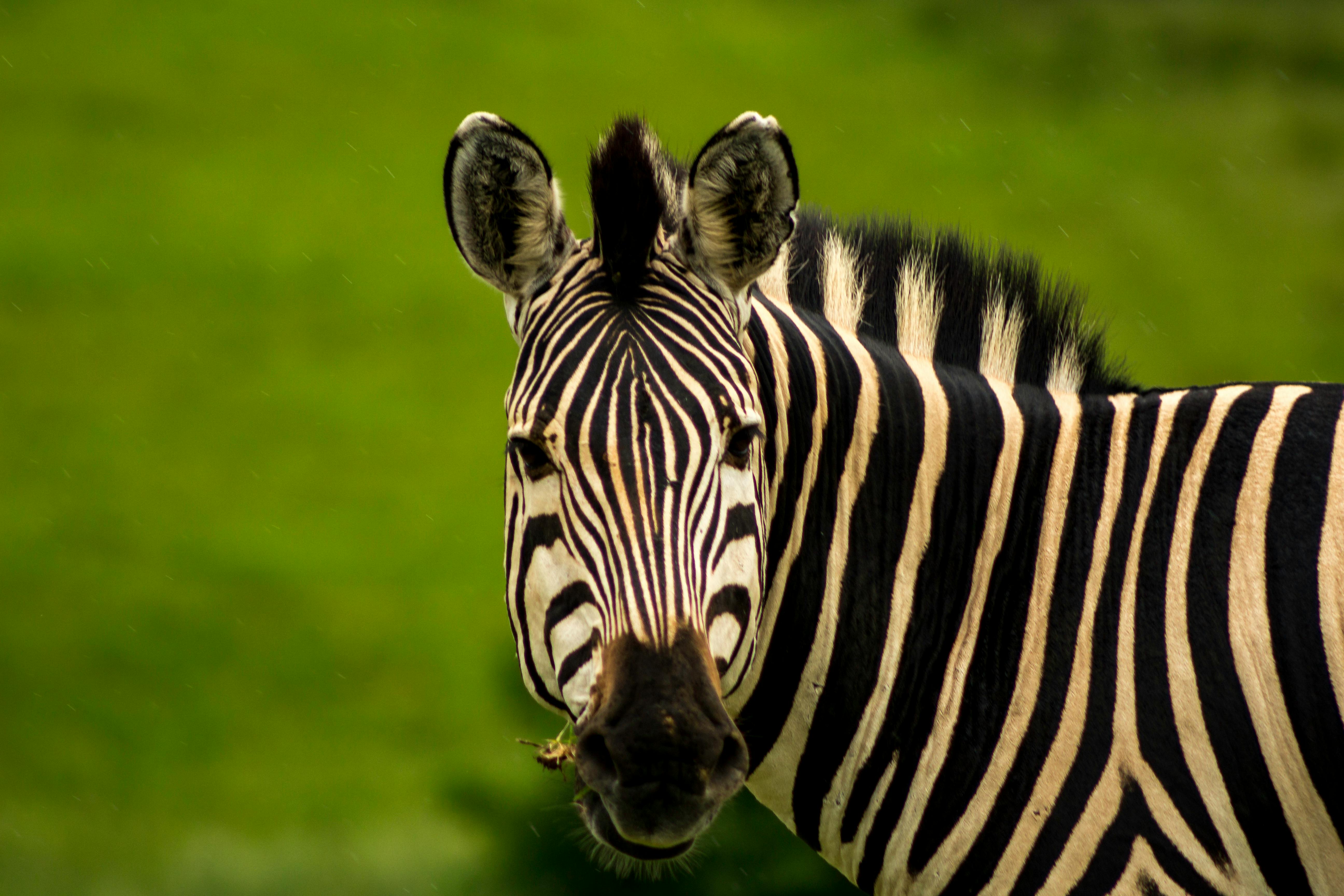 Free stock photo of africa, animal, wild