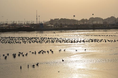 Silhouettes of Bird Flock Resting on Sea Shore at Sunrise