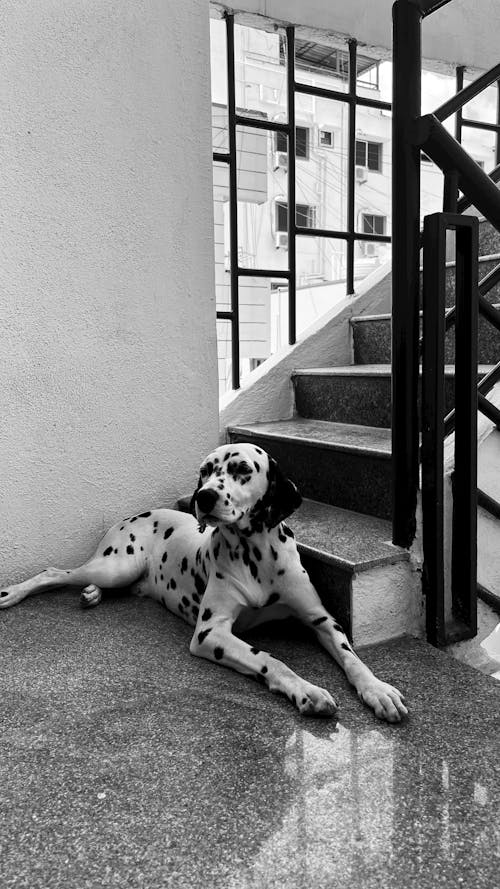 Free A Dalmatian Lying on the Floor on a Staircase  Stock Photo