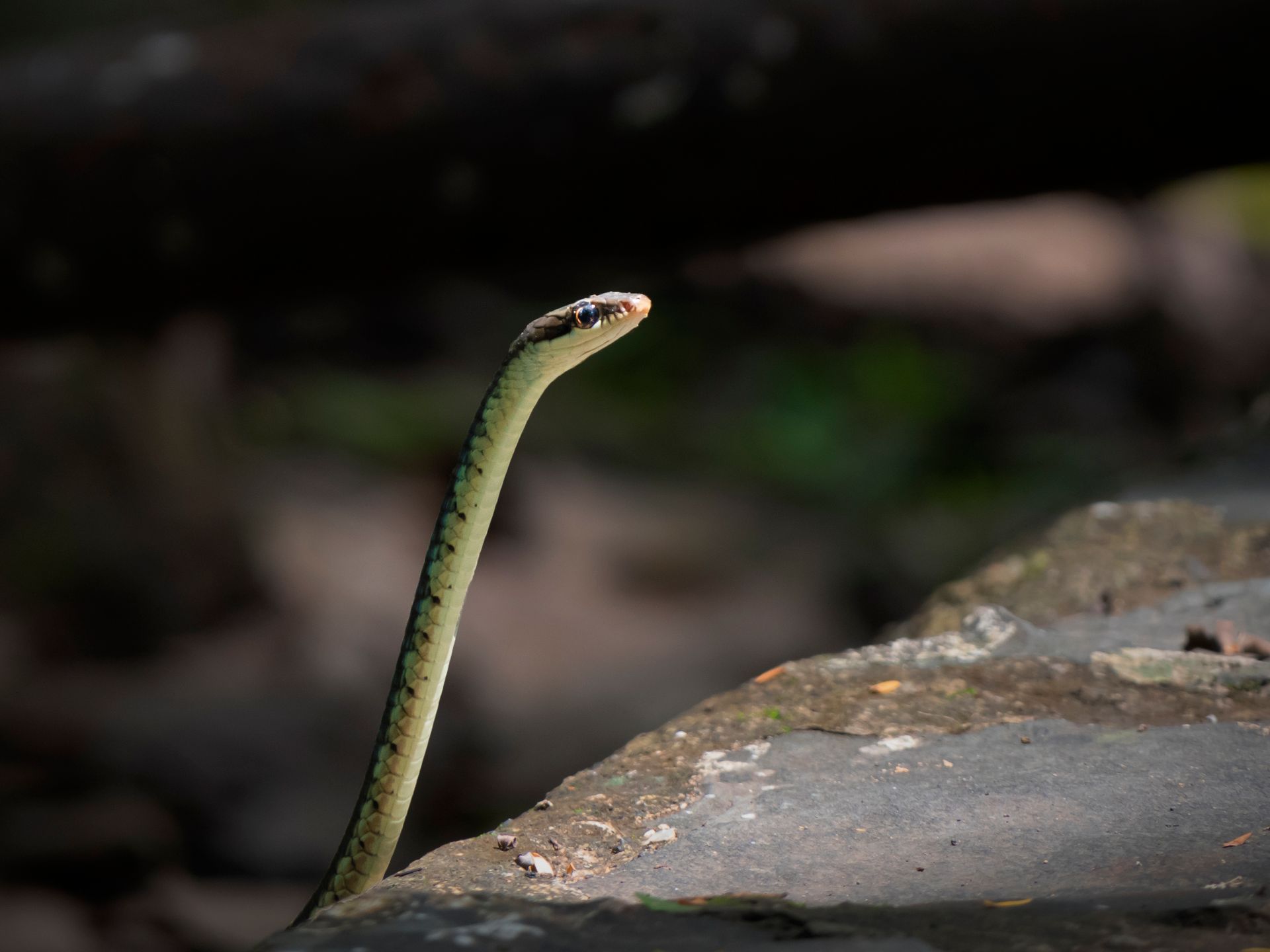 A close-up of a bronzeback snake with selective focus in its natural habitat, emphasizing details and textures.
