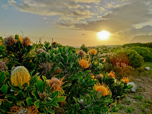 Kostnadsfri bild av blomma, blomma solnedgång, protea